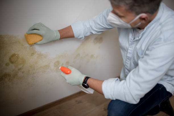Best Office Mold Removal Services  in Sault Ste Marie, MI