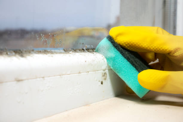 Best Commercial Mold Removal  in Sault Ste Marie, MI