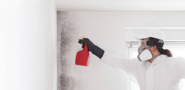 Mold Testing and Removal in Sault Ste Marie, MI