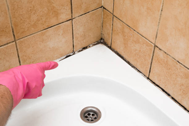 Best Professional Mold Removal  in Sault Ste Marie, MI